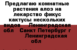 Предлагаю комнатные растения алоэ на лекарство фикус кактусы нескольких видов  - Ленинградская обл., Санкт-Петербург г.  »    . Ленинградская обл.